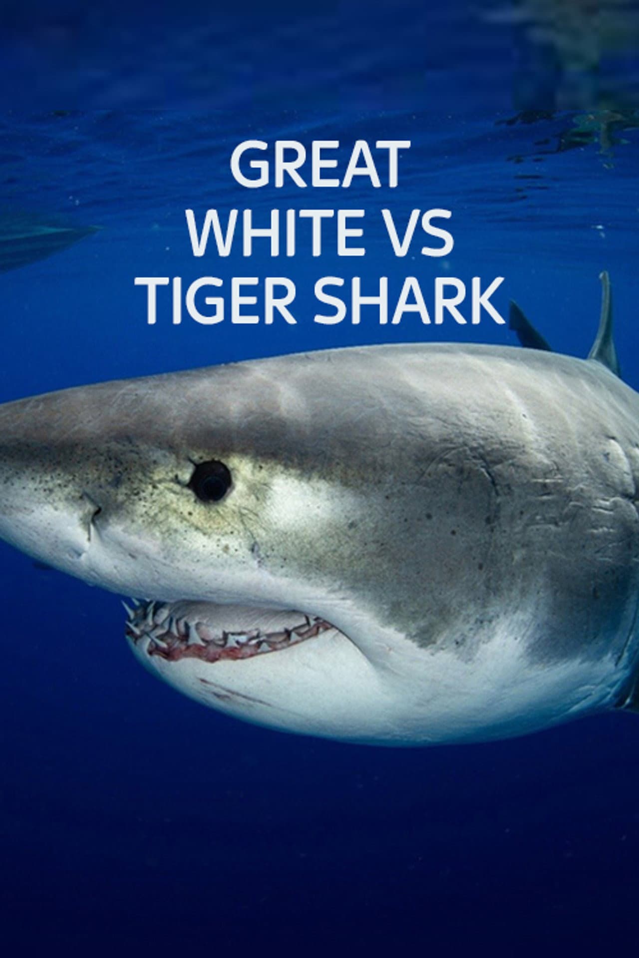 Great White vs Tiger Shark preview 2