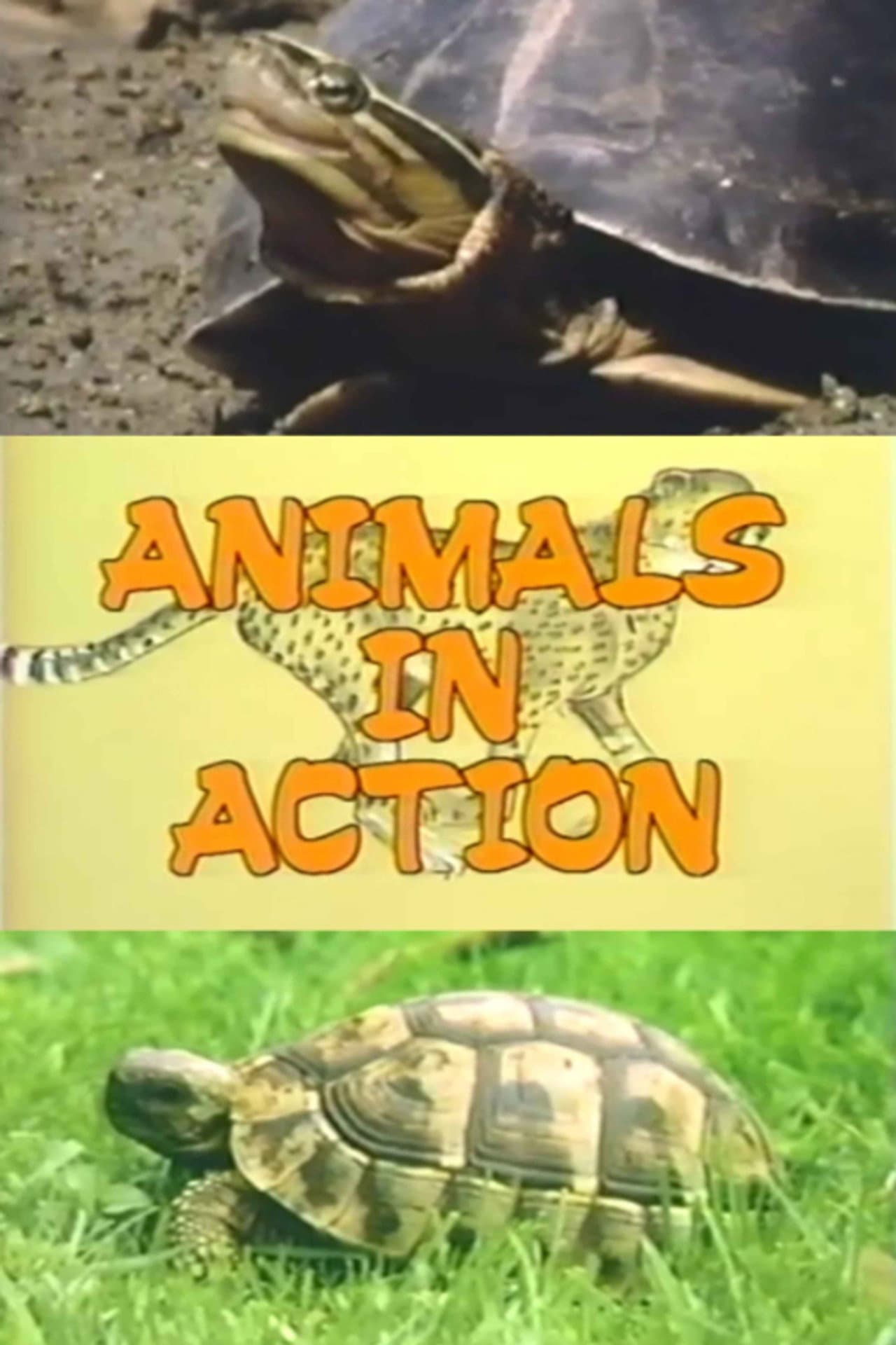 The Turtle Family preview 1