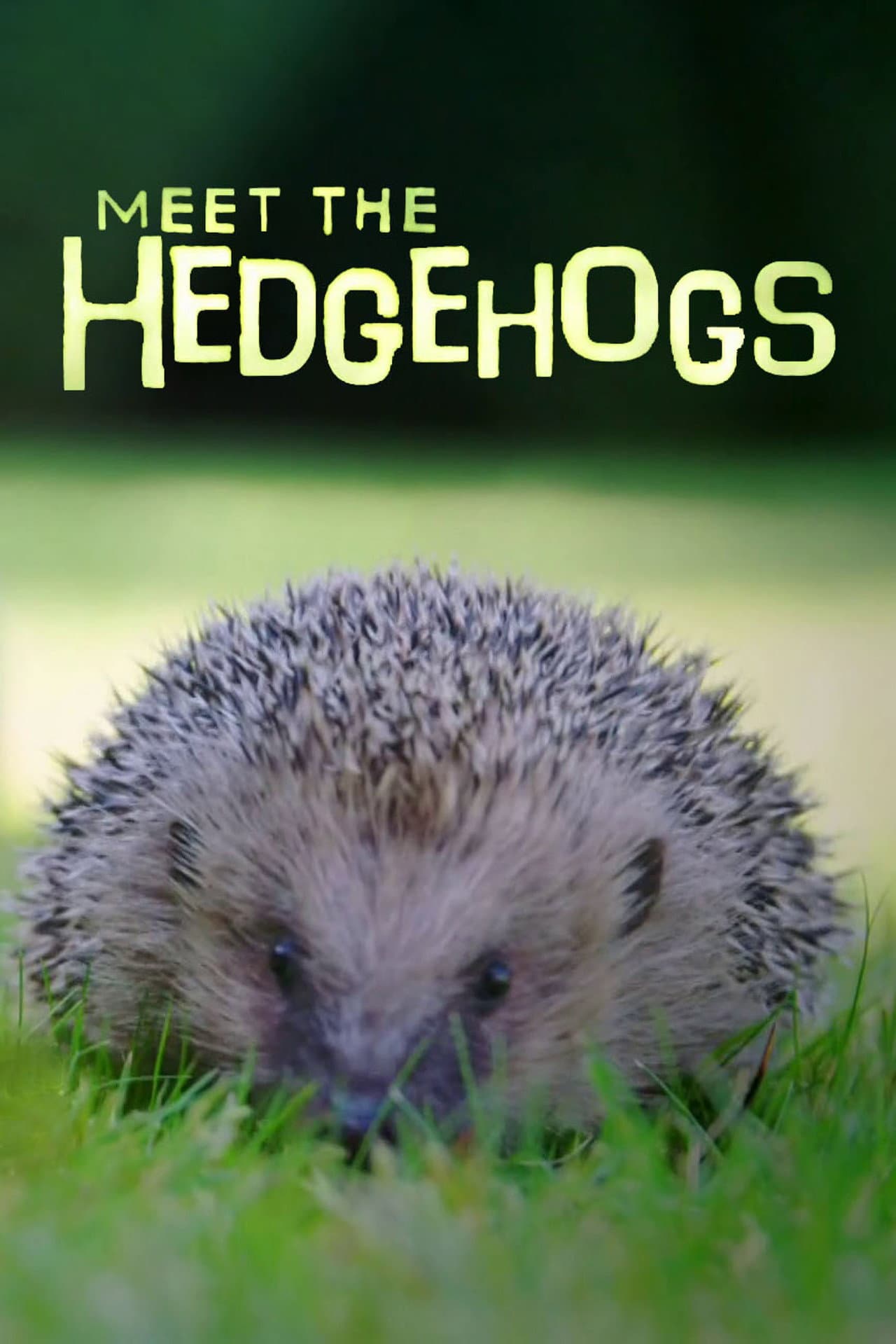Meet the Hedgehogs preview 2