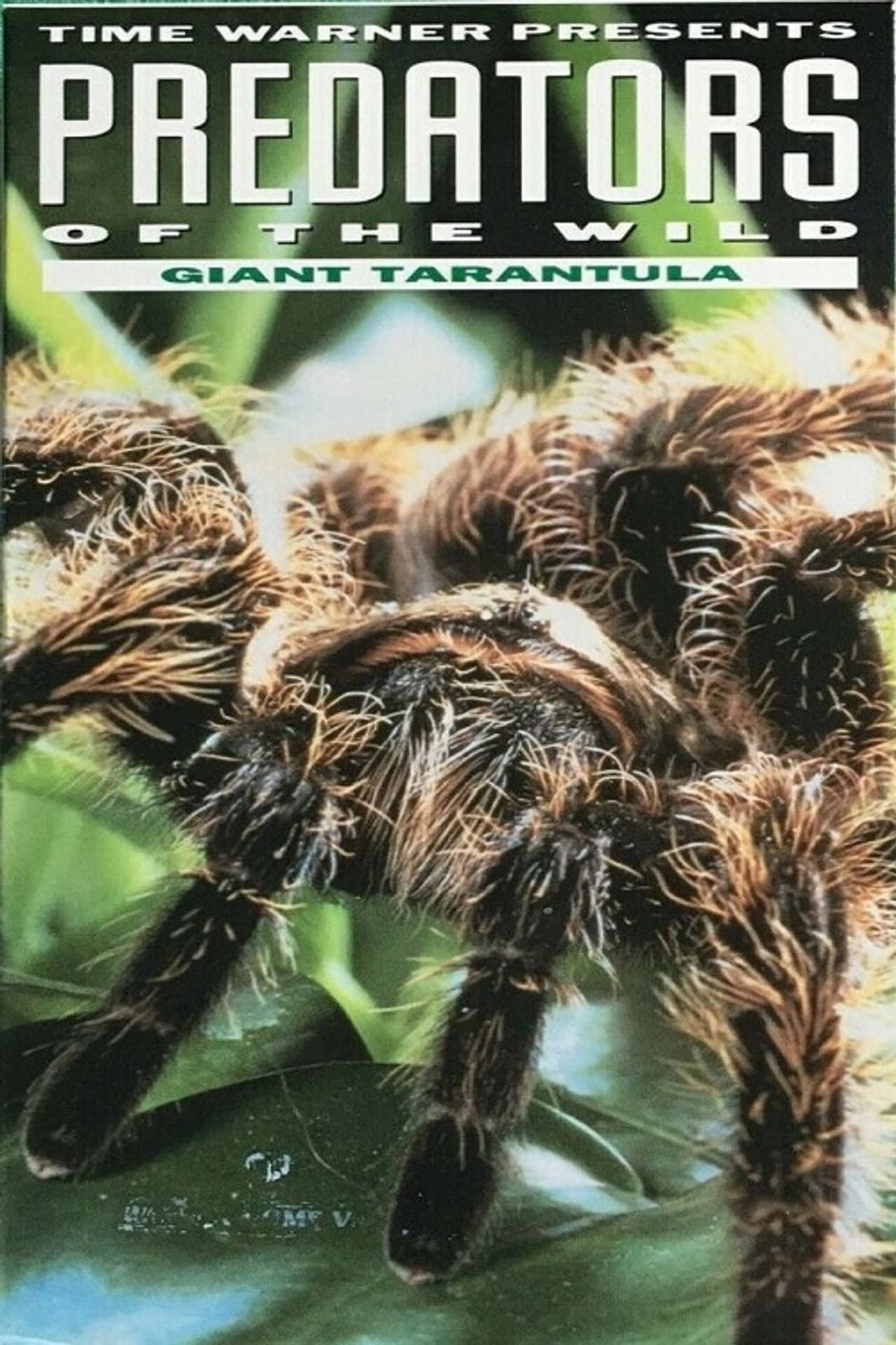Predators of the Wild: Giant Tarantula preview 2