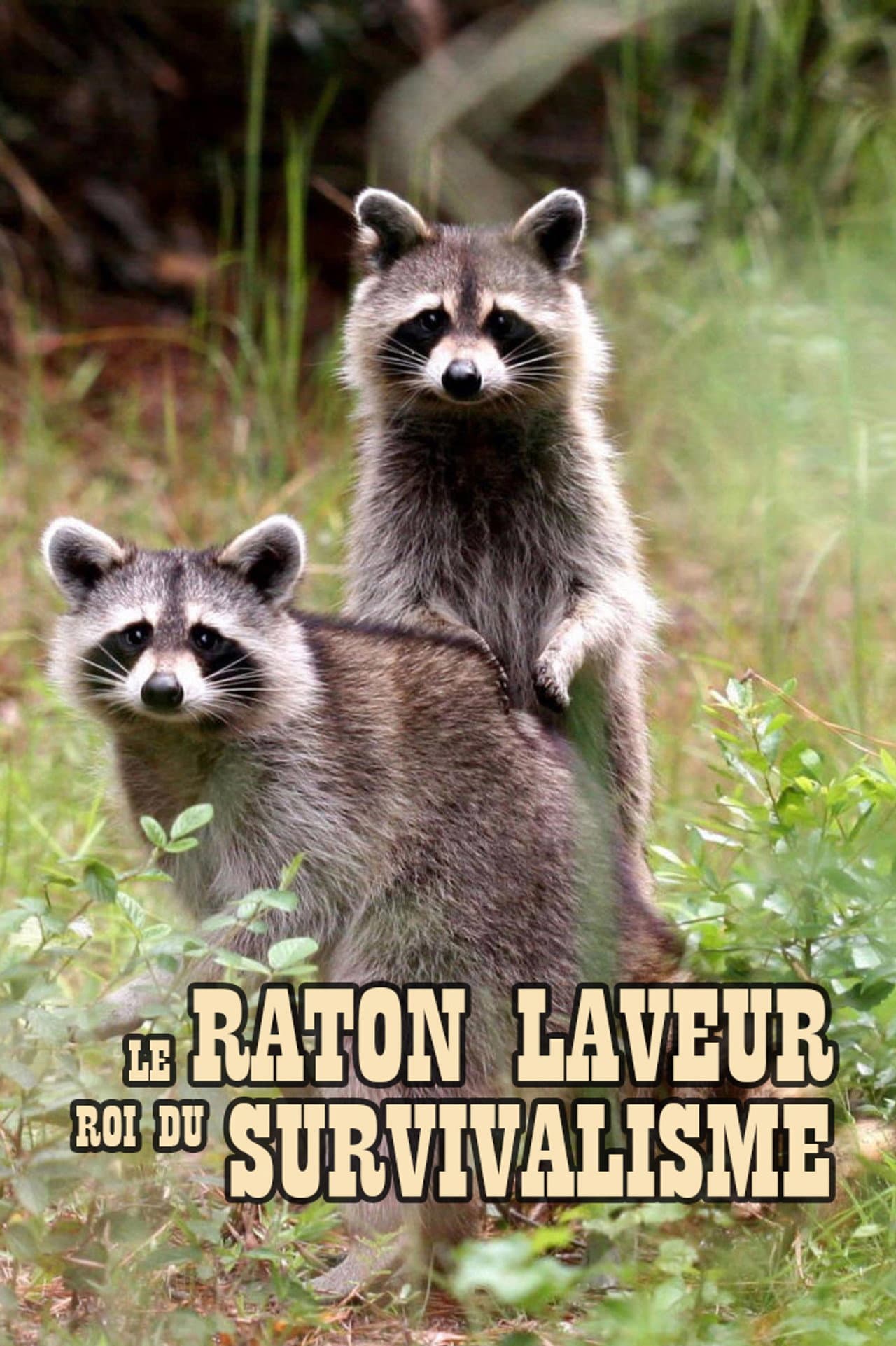 The Raccoon; The King of Survivalism preview 2