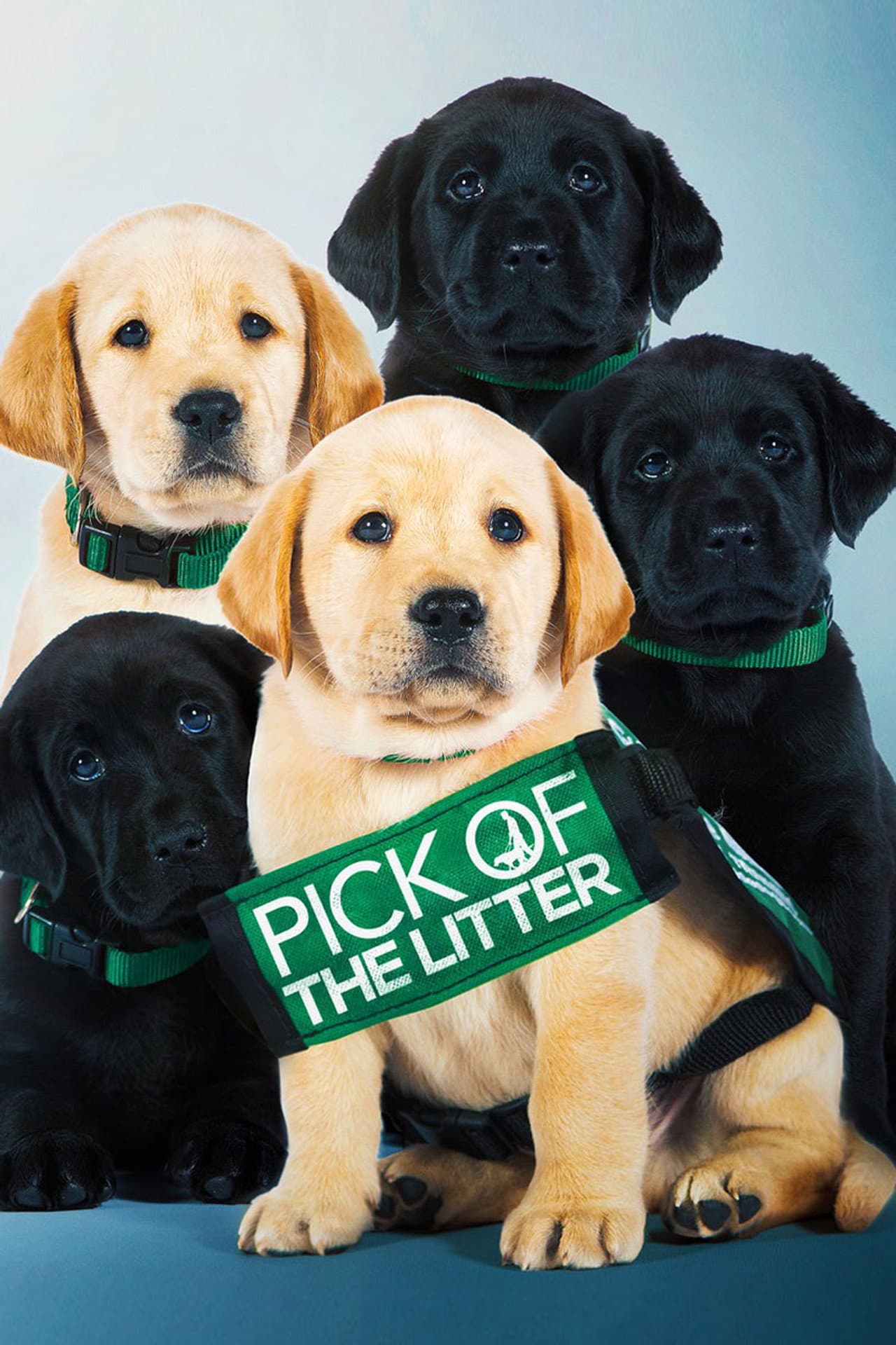 Pick of the Litter preview 2