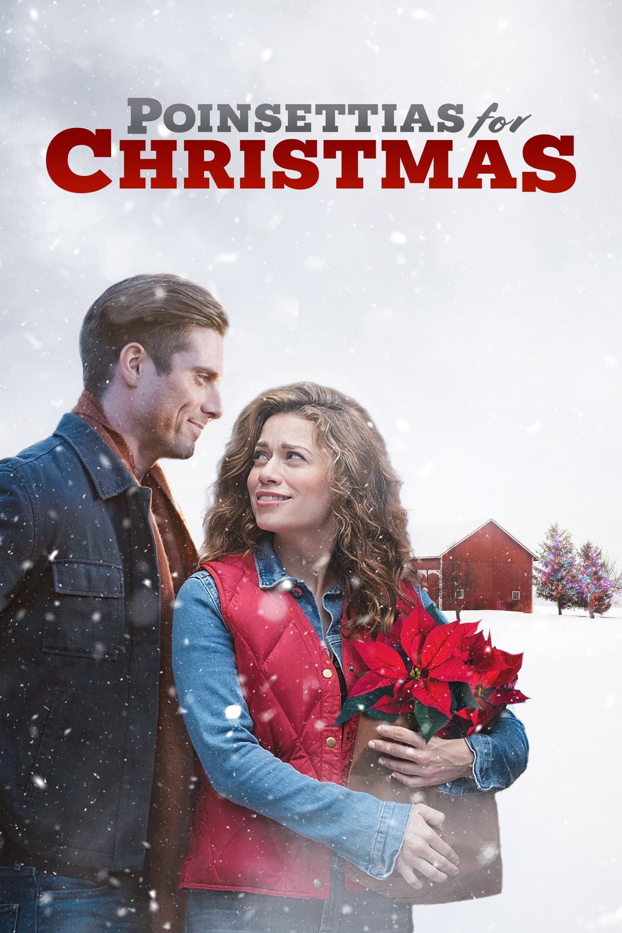 Poinsettias for Christmas preview 2