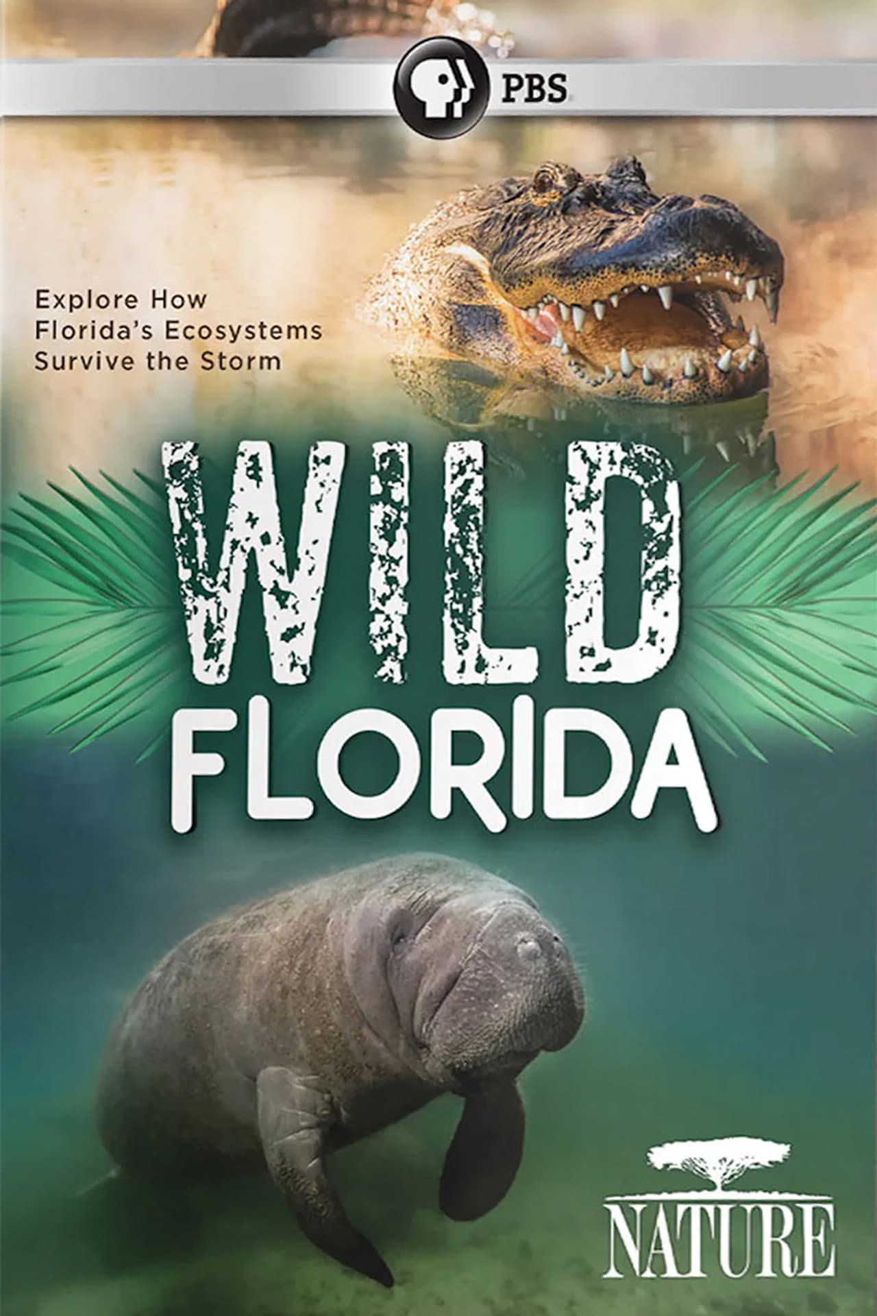 Wild Florida preview 2