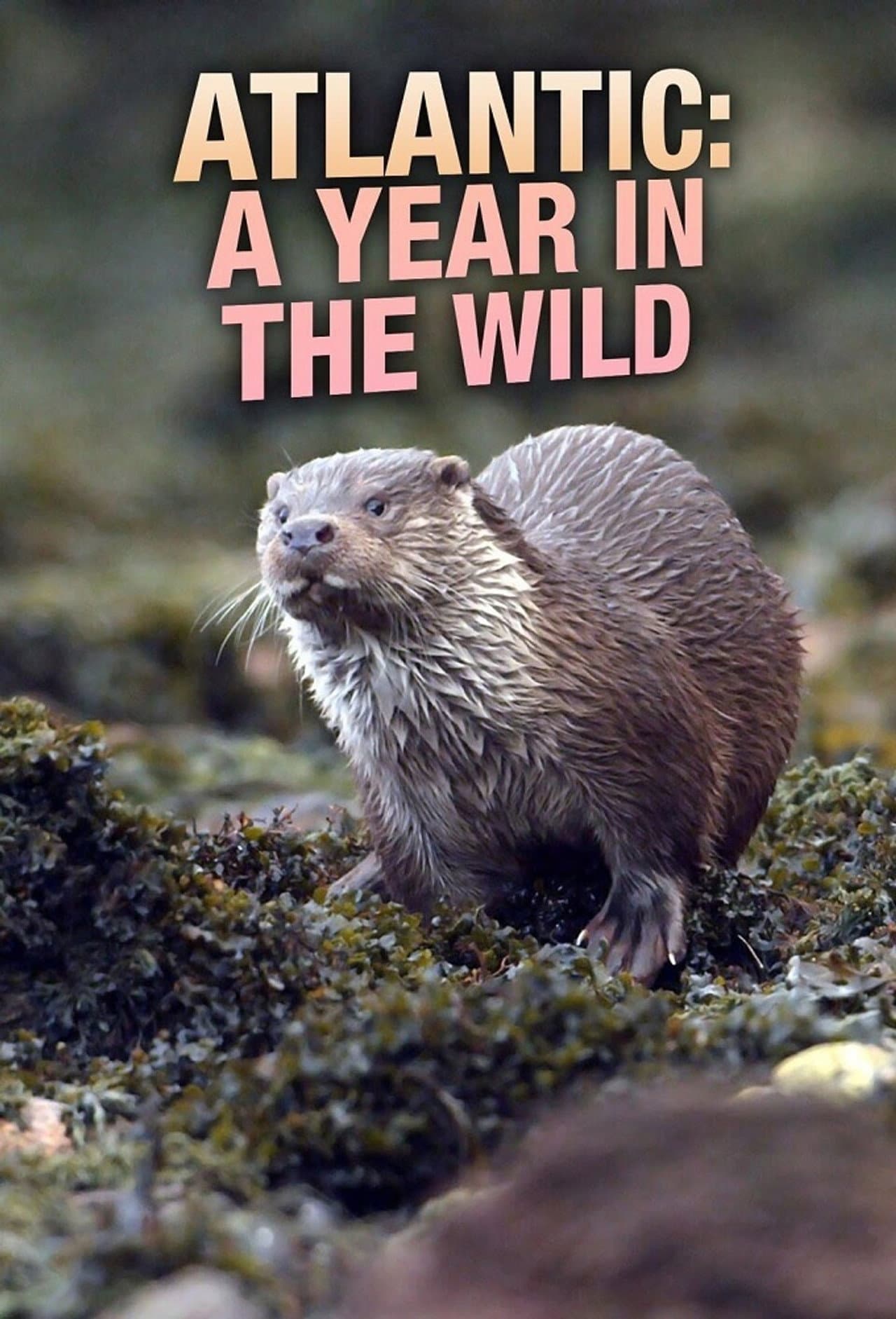Atlantic: A Year in the Wild preview 2