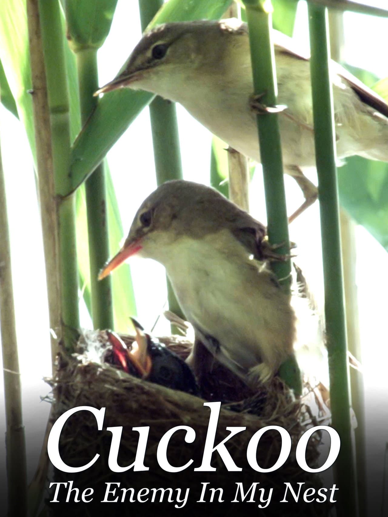 Cuckoo: The Enemy In My Nest preview 2