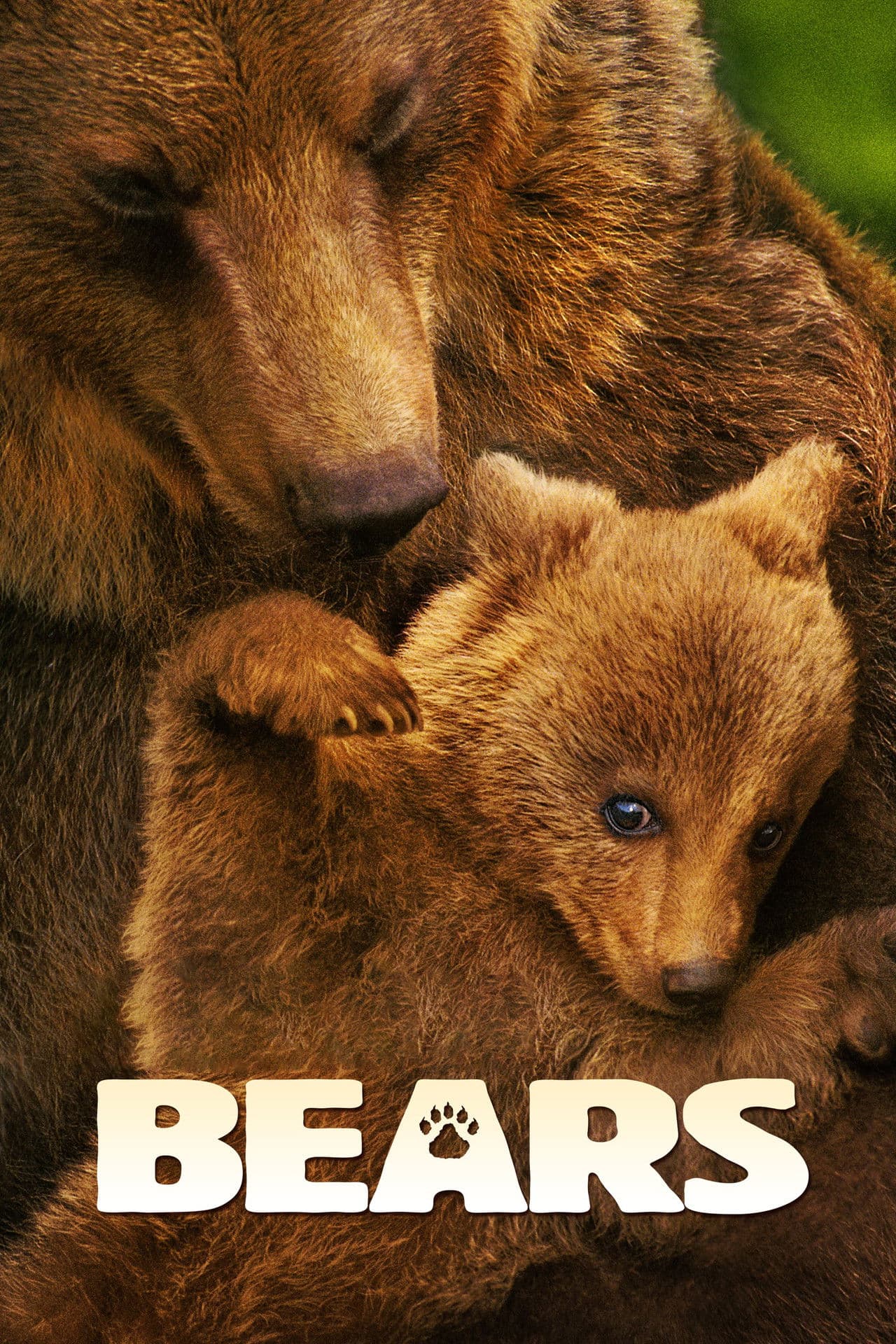Bears preview 2