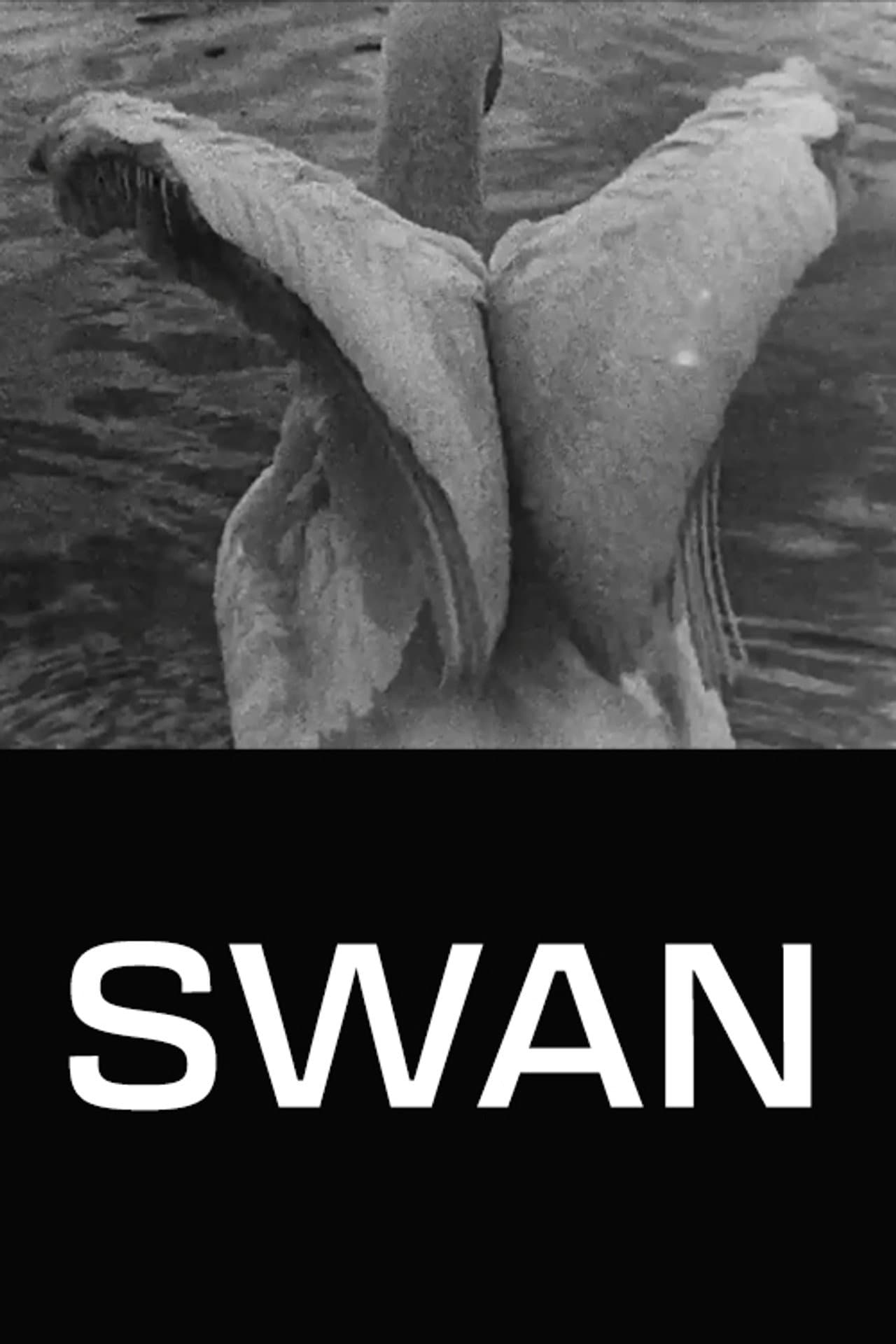 Swan preview 1