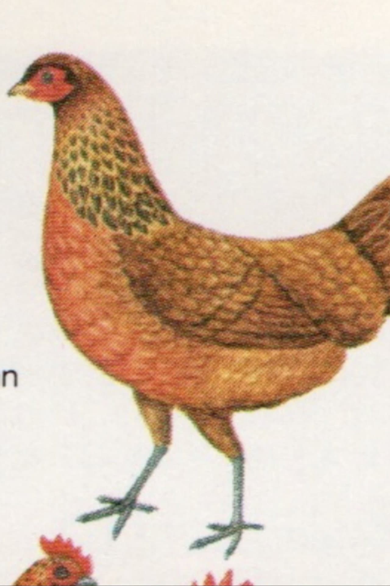 Birds preview 1