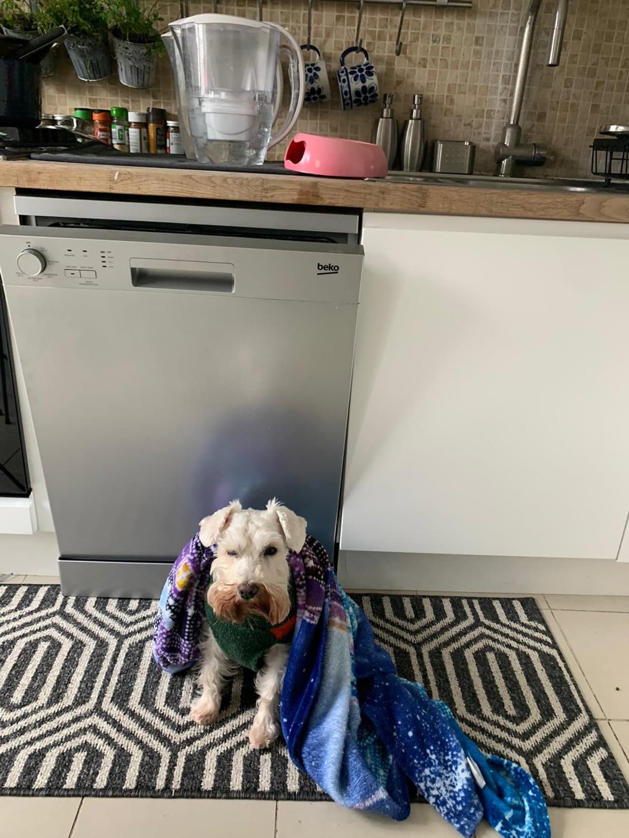 A Dogs Day preview 2