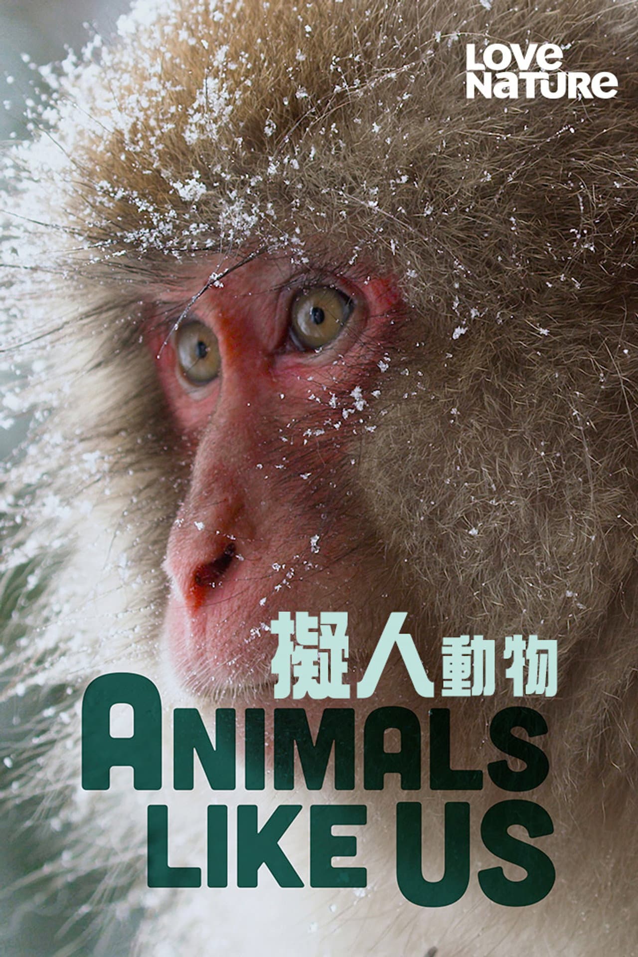 Animals Like Us preview 2