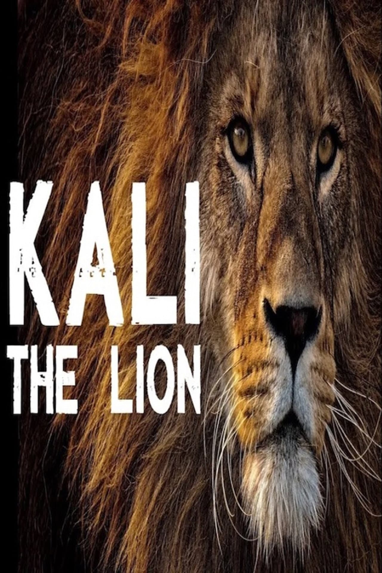 Kali the Lion preview 1