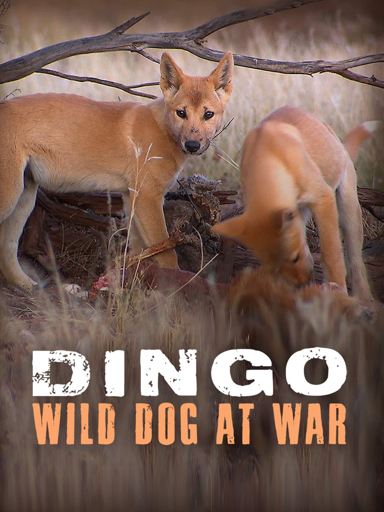 Dingo: Wild Dog at War preview 1