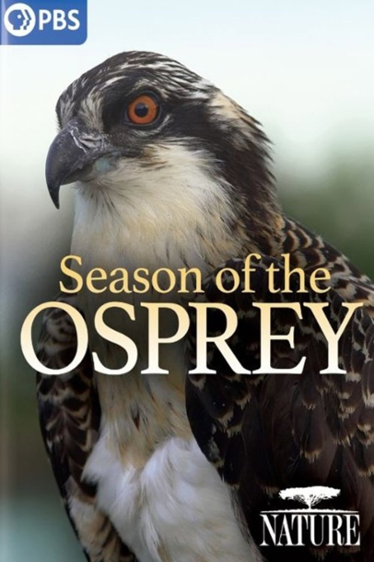 Season of the Osprey preview 1
