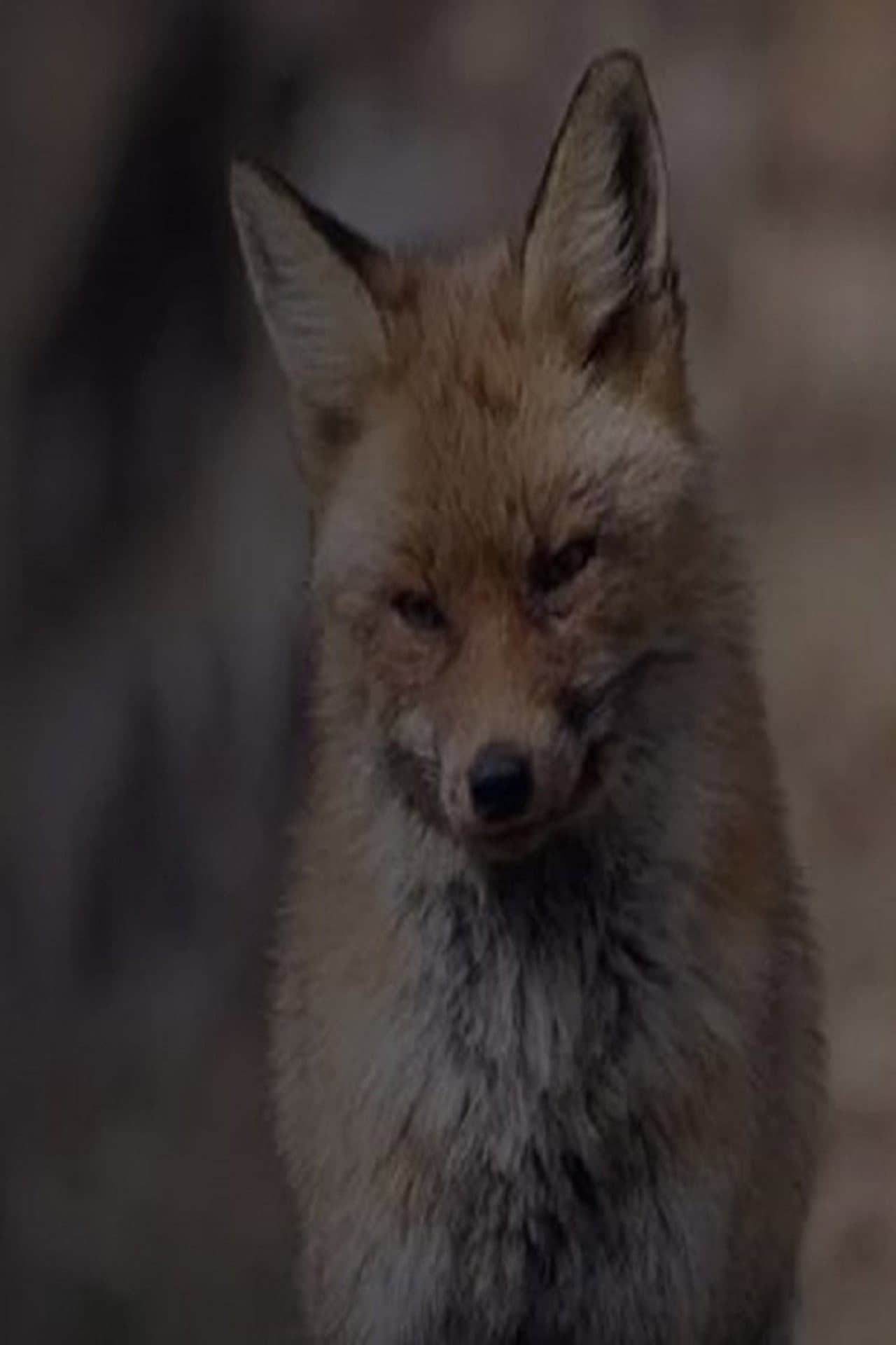 Wild Spain: A Tale of Two Brothers preview 1