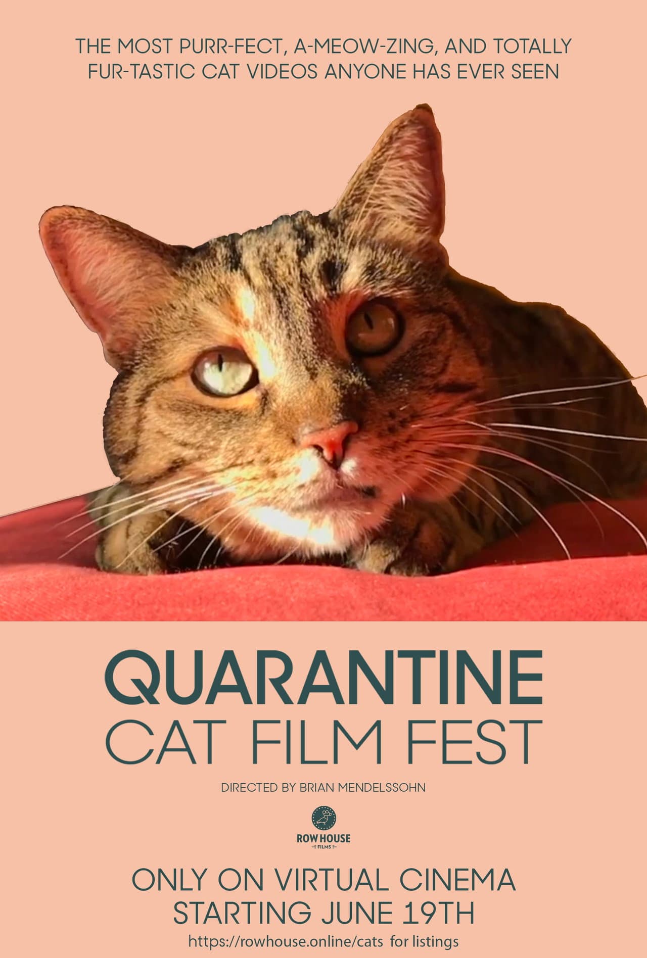 Quarantine Cat Film Festival preview 2