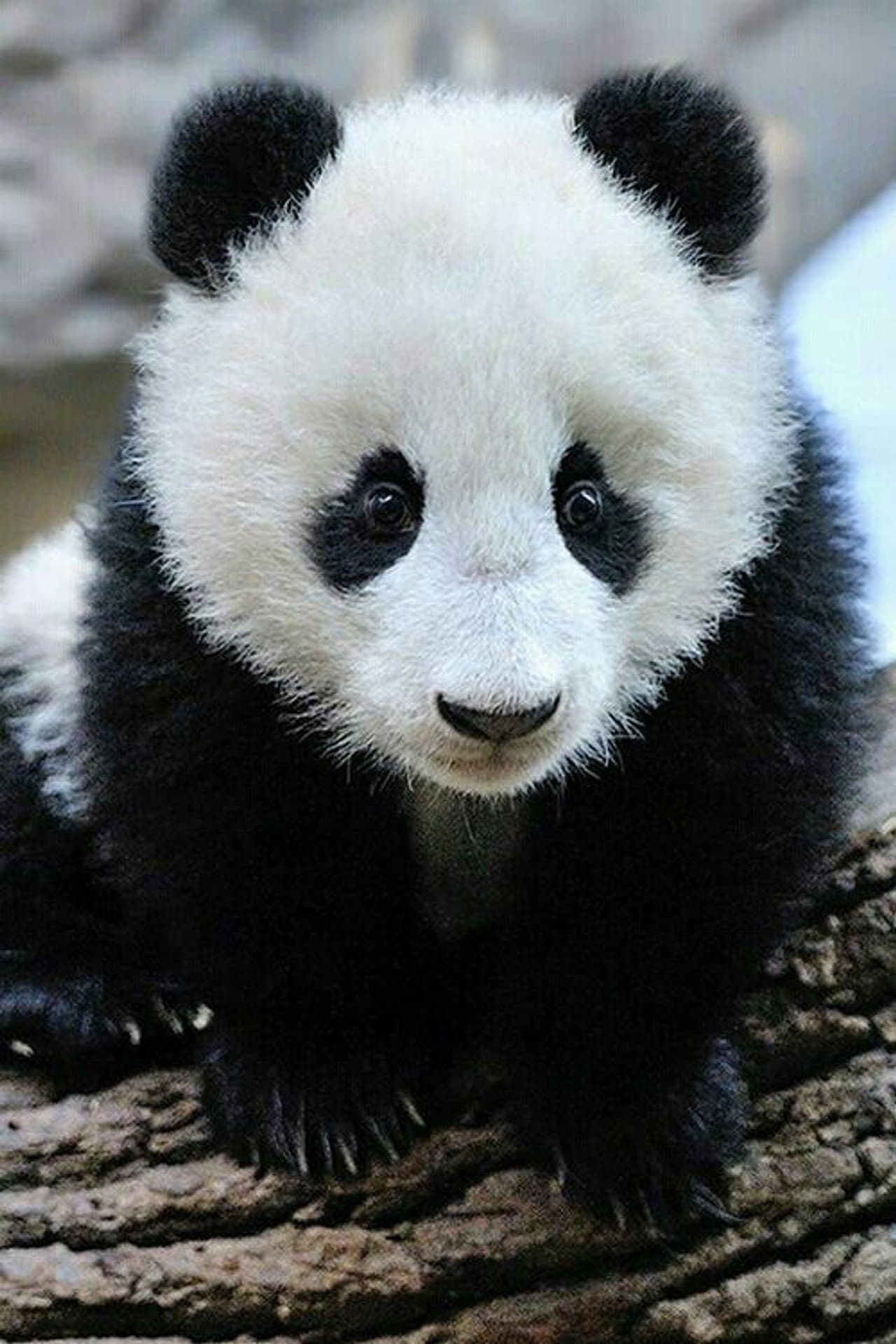 Panda Babies preview 1