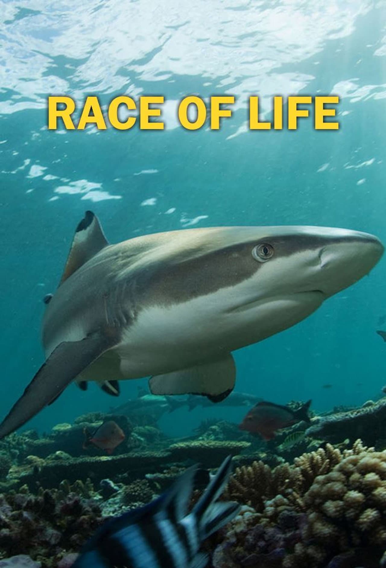 Race of life preview 2