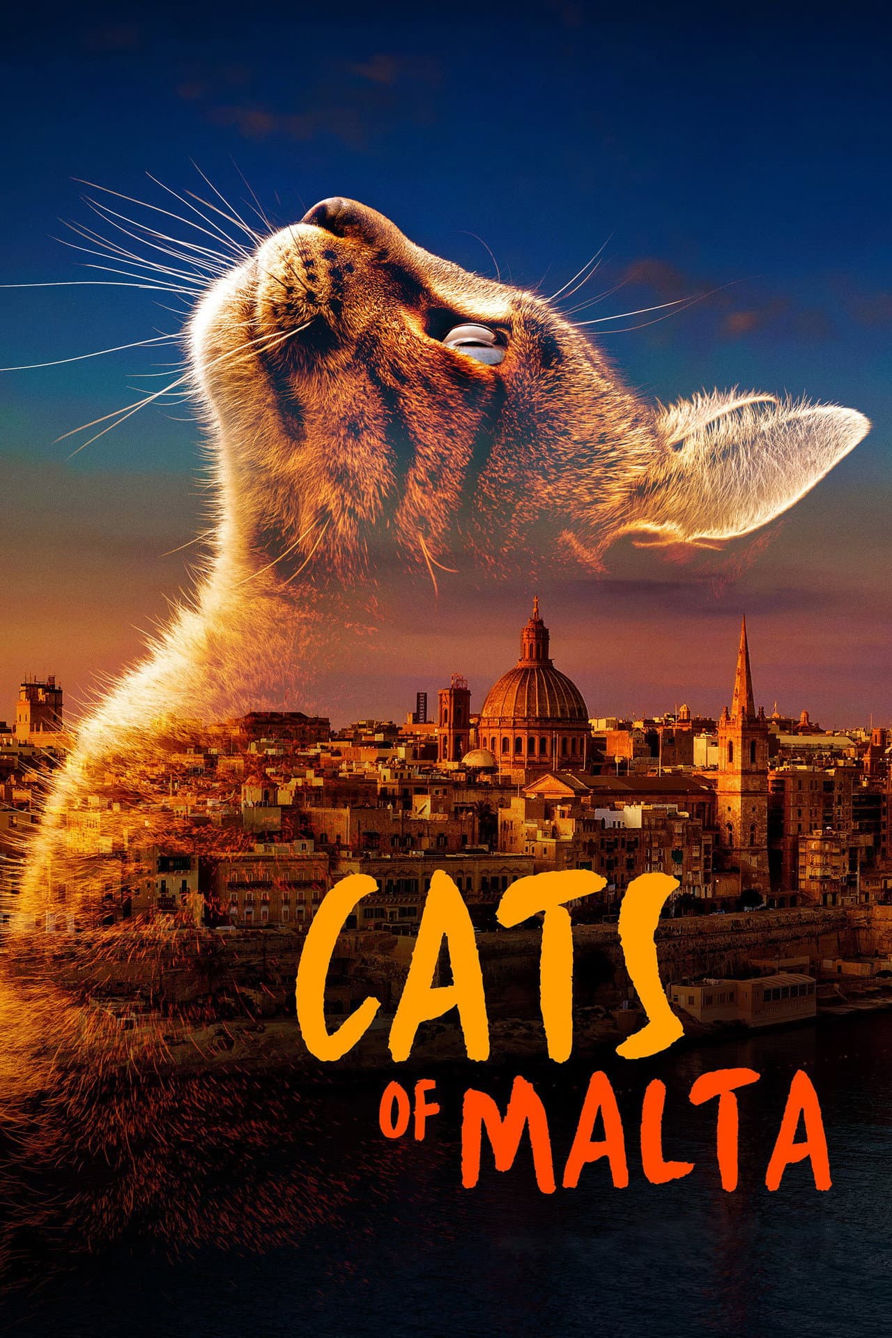 Cats of Malta preview 2