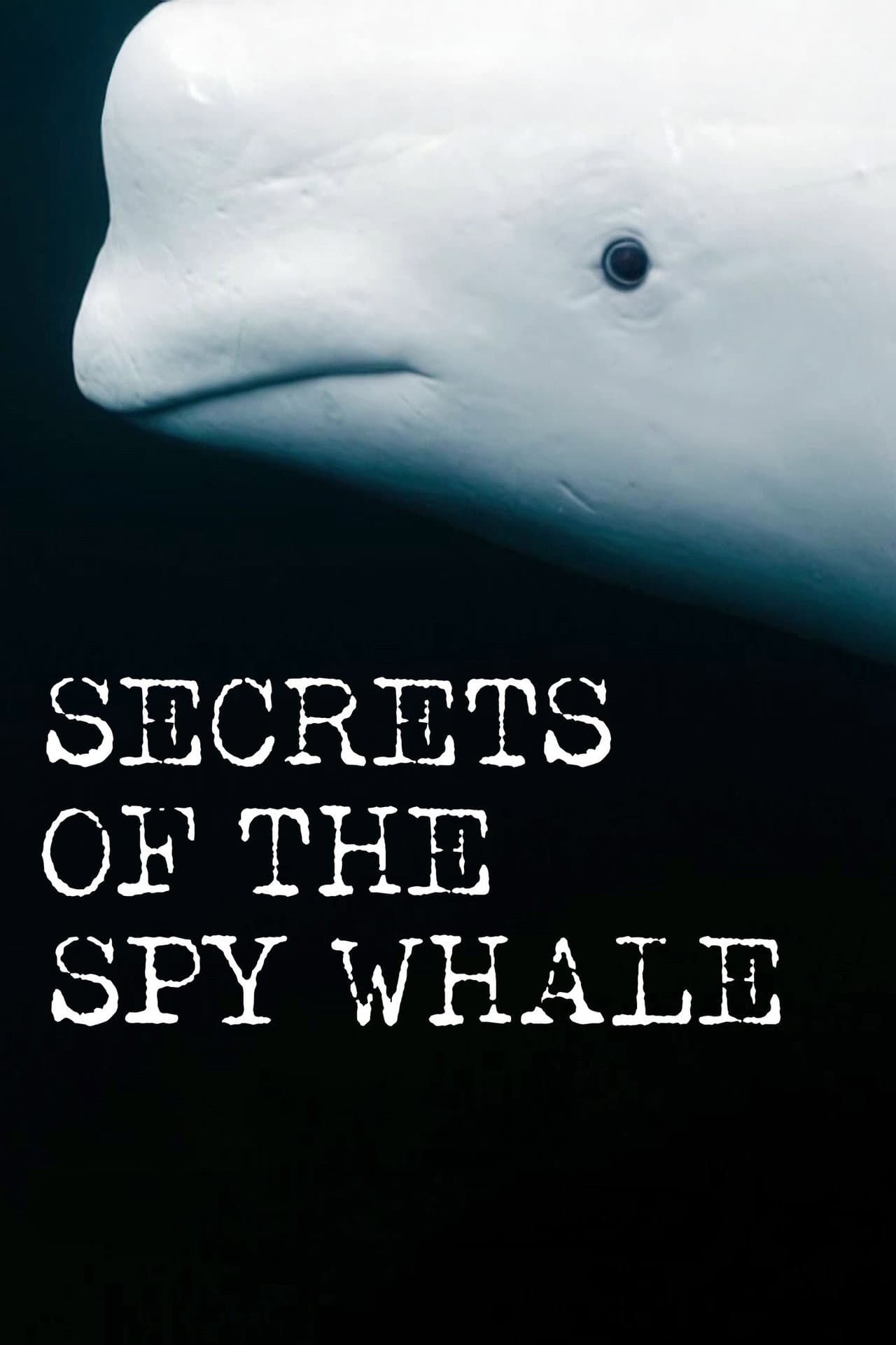 Secrets of the Spy Whale preview 2