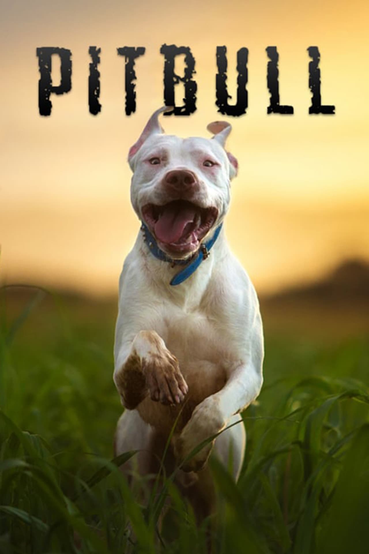 Pitbull preview 2