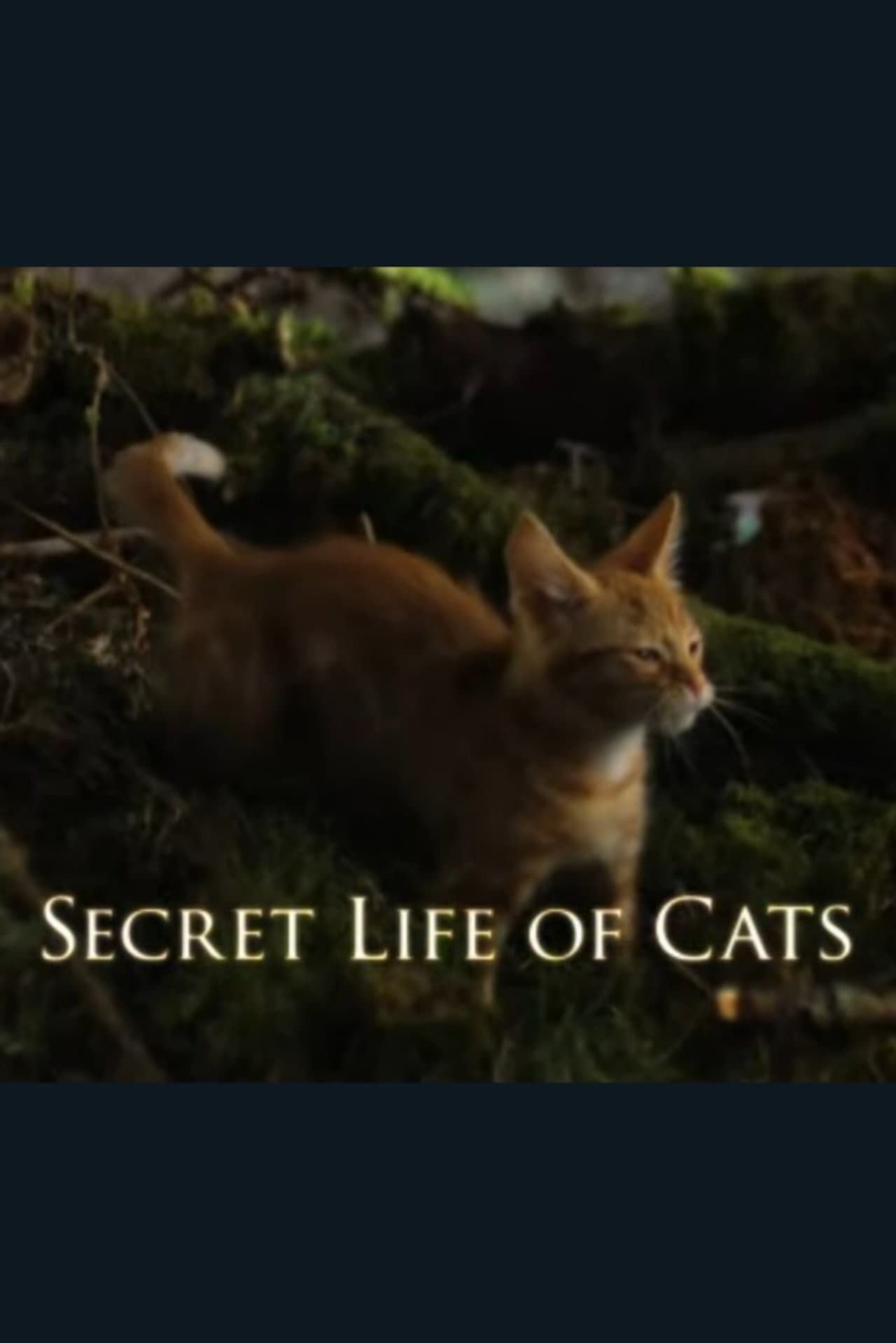 The Secret Life of Cats preview 2