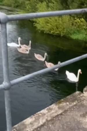 Swans